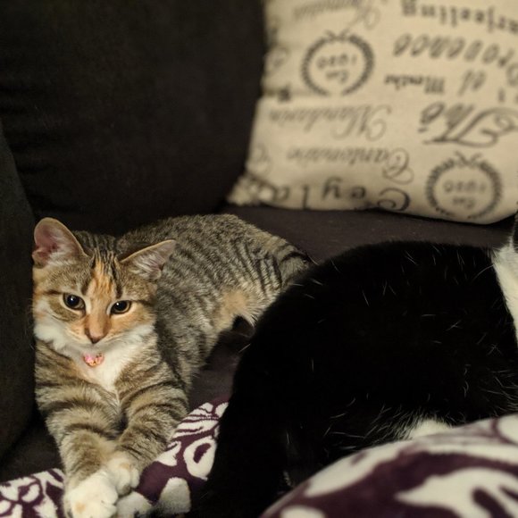 Meet your Posher, Rachel - Picture 3 of 5